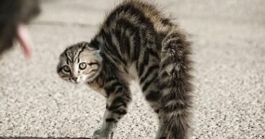 Методы коррекции стрессовых состояний и тревожности у кошек