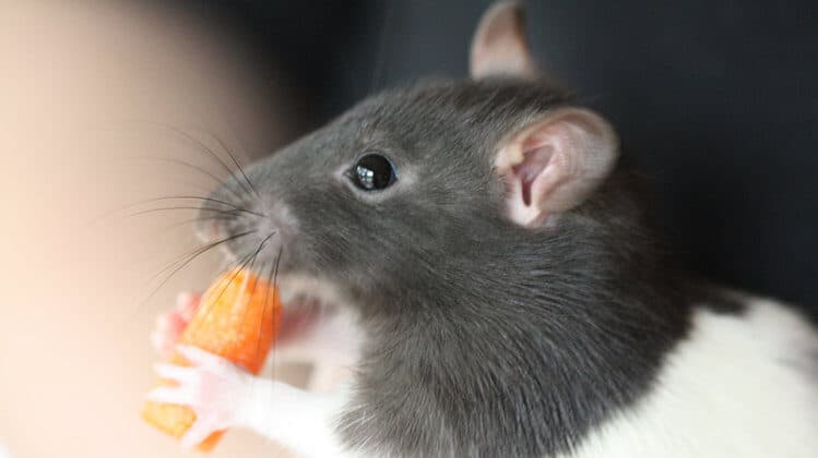 Лучшая еда для домашних крыс — какая она?