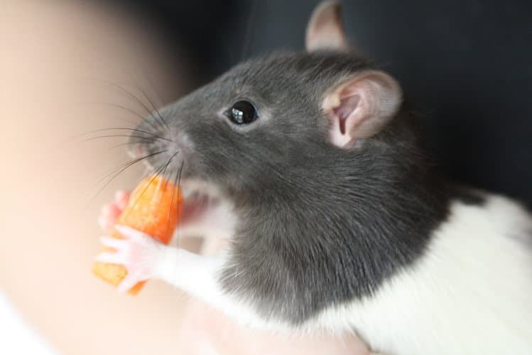 Лучшая еда для домашних крыс — какая она?