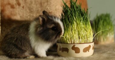 Миксоматоз у кроликов: симптомы, лечение