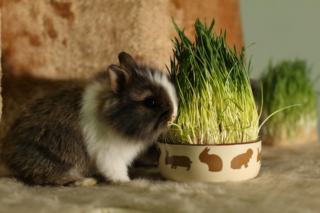 Миксоматоз у кроликов: симптомы, лечение