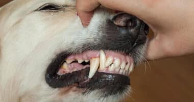 Причины цианоза у собак