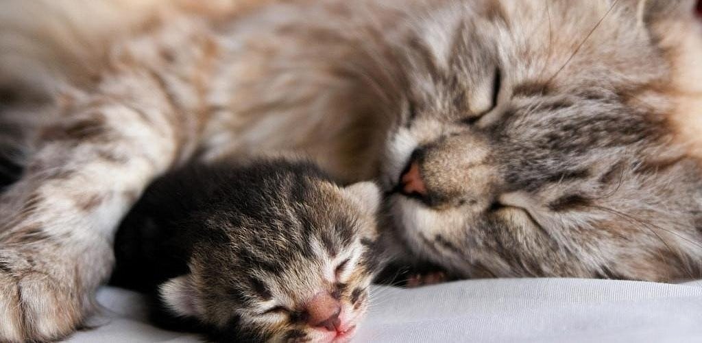 Роды у кошек дома как принять и что делать ветеринарная клиника - Ветмастер