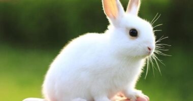 Самые распространенные болезни ушей у кроликов