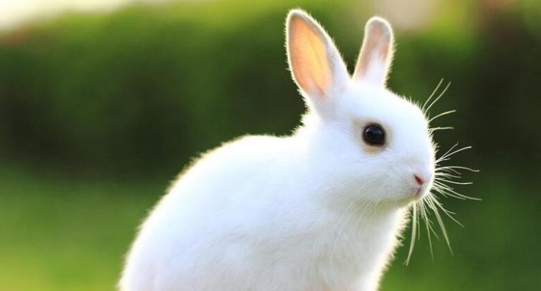 Самые распространенные болезни ушей у кроликов