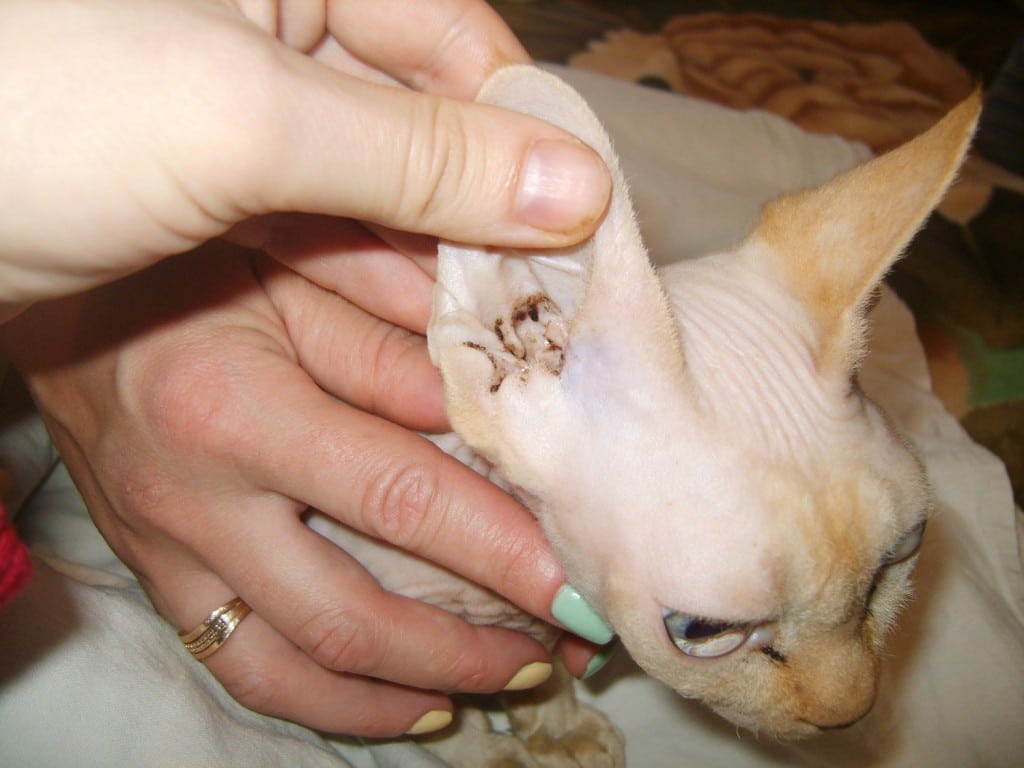 Ушной клещ у кошек лечение и советы ветеринарная клиника - Ветмастер
