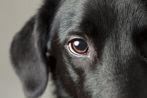 Удаление глаза у собаки