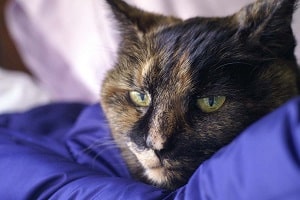 Удаление инородного тела у кошек