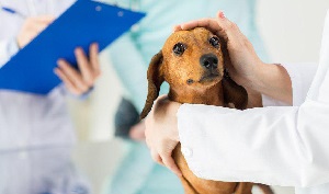 Удаление инородного тела у собак