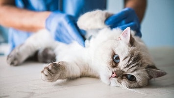 Операция на суставе у кошек