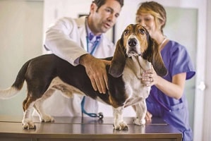 Операция на суставе у собак