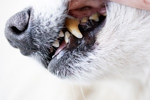 Удаление зубного камня собакам