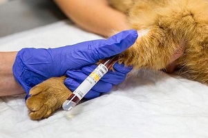 Анализ крови у кошек