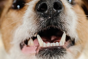 Удаление зубов у собак