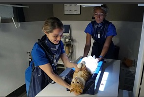 Рентген для кошек