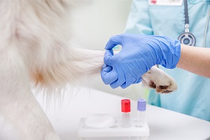 Анализ крови у собак