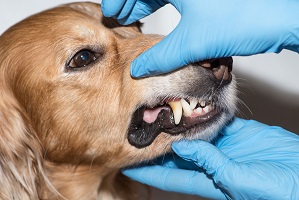 Лечение зубов у собак