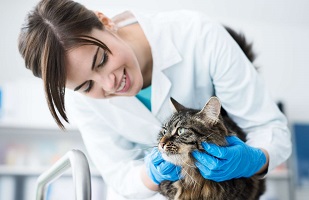 Лечение зубов у кошек