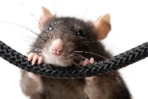Удаление опухоли у крысы